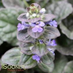 CATLIN'S GIANT AJUGA -Deals Tend Twig Store DETA4 1723
