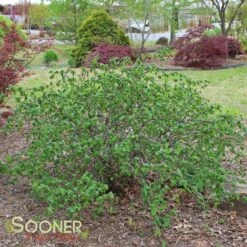 HARRY LAUDER'S WALKING STICK -Deals Tend Twig Store DETA4 173