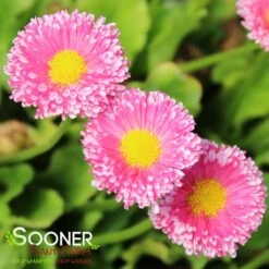 POMPONETTE ENGLISH DAISY MIX -Deals Tend Twig Store DETA4 1732