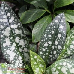 TREVI FOUNTAIN LUNGWORT -Deals Tend Twig Store DETA4 1927