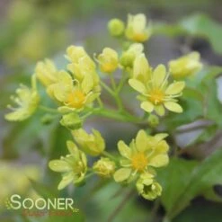 FIRE DRAGON® SHANTUNG MAPLE -Deals Tend Twig Store DETA4 2002