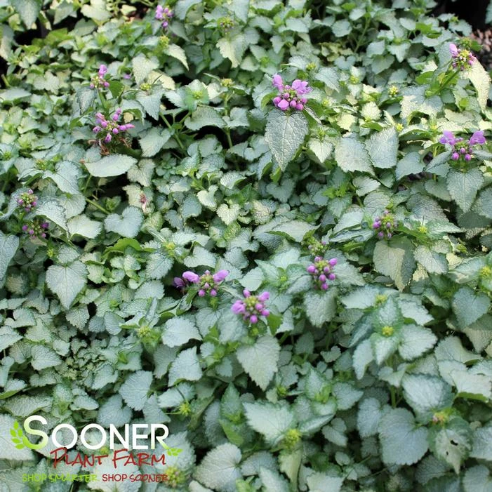 ORCHID FROST SPOTTED DEADNETTLE 2 ORCHID FROST SPOTTED DEADNETTLE - Image 2