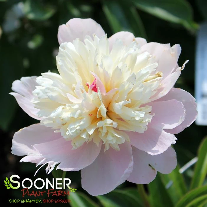 SORBET GARDEN PEONY 2 SORBET GARDEN PEONY - Image 2