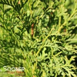 NORTH POLE® ARBORVITAE -Deals Tend Twig Store DETA4 2595