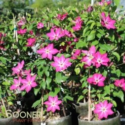 VIVA POLONIA CLEMATIS -Deals Tend Twig Store DETA4 3350
