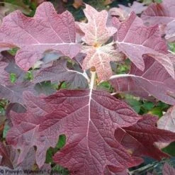 GATSBY PINK® OAKLEAF HYDRANGEA 9 GATSBY PINK® OAKLEAF HYDRANGEA -Deals Tend Twig Store DETA4 3435