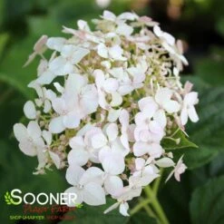 INVINCIBELLE® WEE WHITE HYDRANGEA -Deals Tend Twig Store DETA4 3611