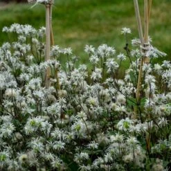 STAND BY ME BUSH CLEMATIS -Deals Tend Twig Store DETA4 3631