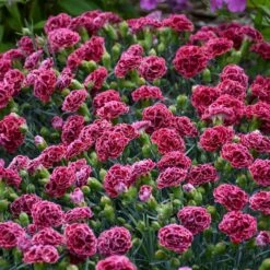 FRUIT PUNCH® CHERRY VANILLA DIANTHUS -Deals Tend Twig Store DETA4 3632
