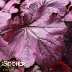 PRIMO® WILD ROSE CORAL BELLS -Deals Tend Twig Store DETA4 3638