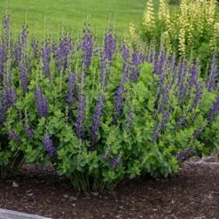 DECADENCE® SPARKLING SAPPHIRES FALSE INDIGO -Deals Tend Twig Store DETA4 4098