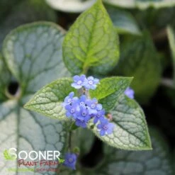 QUEEN OF HEARTS BRUNNERA 9 QUEEN OF HEARTS BRUNNERA -Deals Tend Twig Store DETA4 4100
