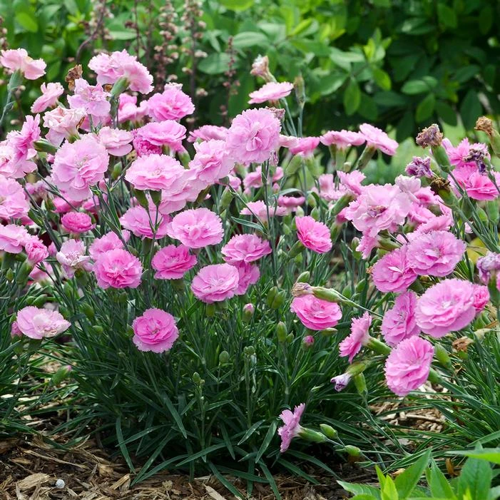 FRUIT PUNCH® SWEETIE PIE DIANTHUS 2 FRUIT PUNCH® SWEETIE PIE DIANTHUS - Image 2