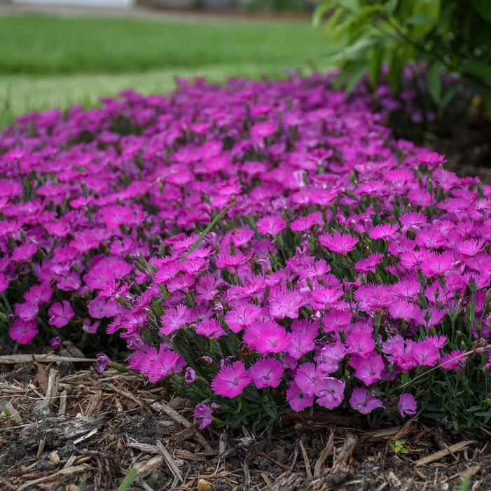 PAINT THE TOWN FUCHSIA DIANTHUS 1 PAINT THE TOWN FUCHSIA DIANTHUS