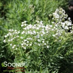 FESTIVAL STAR® BABY'S BREATH 7 FESTIVAL STAR® BABY'S BREATH -Deals Tend Twig Store DETA4 4112