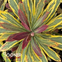 ASCOT RAINBOW EUPHORBIA -Deals Tend Twig Store DETA4 4375