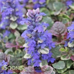 BURGUNDY GLOW AJUGA -Deals Tend Twig Store DETA4 447