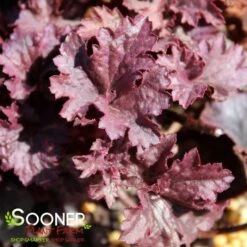 GRAPE TIMELESS CORAL BELLS 6 GRAPE TIMELESS CORAL BELLS -Deals Tend Twig Store DETA4 4593