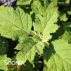 SNOWCICLE OAKLEAF HYDRANGEA -Deals Tend Twig Store DETA4 4795