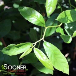 ZYDECO TWIST BLACKGUM -Deals Tend Twig Store DETA4 4799