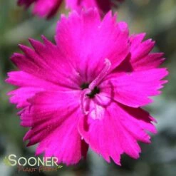 NEON STAR DIANTHUS -Deals Tend Twig Store DETA4 496