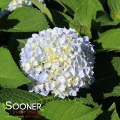 IBLOOM® AZURE SKIES™ HYDRANGEA -Deals Tend Twig Store DETA4 5031