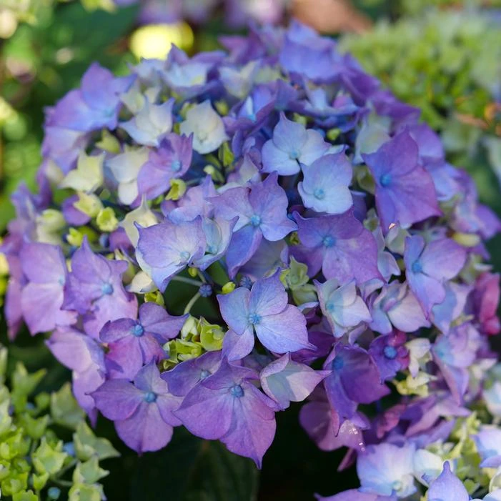 LET'S DANCE LOVABLE® HYDRANGEA 3 LET'S DANCE LOVABLE® HYDRANGEA - Image 3