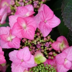 TUFF STUFF TOP FUN® HYDRANGEA -Deals Tend Twig Store DETA4 5278
