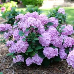LET'S DANCE SKY VIEW® HYDRANGEA -Deals Tend Twig Store DETA4 5279
