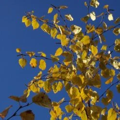 AVALANCHE™ BIRCH -Deals Tend Twig Store DETA4 5285