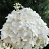 PUFFER FISH® HYDRANGEA