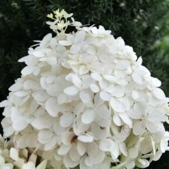 PUFFER FISH® HYDRANGEA