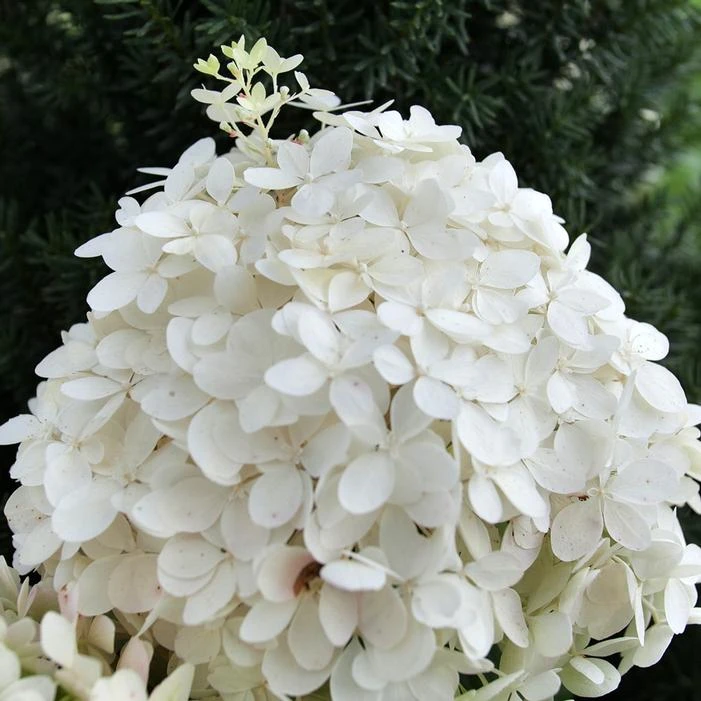 PUFFER FISH® HYDRANGEA 1 PUFFER FISH® HYDRANGEA