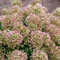 TINY QUICK FIRE® HYDRANGEA -Deals Tend Twig Store DETA4 5291