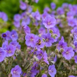 BOOM CHOCOLATTA CRANESBILL GERANIUM -Deals Tend Twig Store DETA4 5374