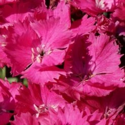 VIVID™ BRIGHT LIGHT DIANTHUS -Deals Tend Twig Store DETA4 5410