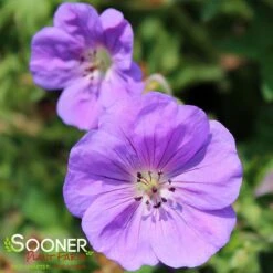ROZANNE CRANESBILL GERANIUM -Deals Tend Twig Store DETA4 561
