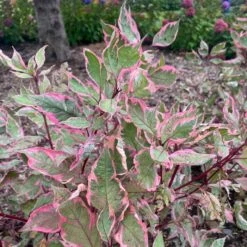 SGT. PEPPER™ DOGWOOD 9 SGT. PEPPER™ DOGWOOD -Deals Tend Twig Store DETA4 5729