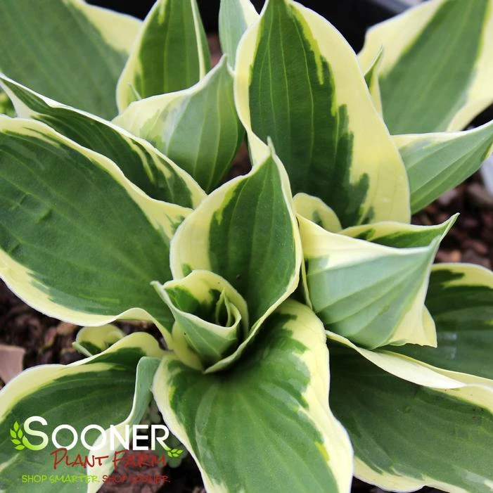 PATRIOT HOSTA 2 PATRIOT HOSTA - Image 2