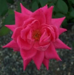 DOUBLE PINK KNOCK OUT® ROSE -Deals Tend Twig Store DETA4 707