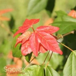 TRIDENT MAPLE -Deals Tend Twig Store DETA4 74