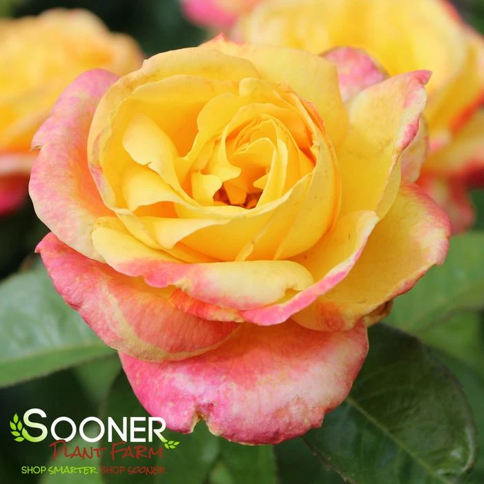 LOVE & PEACE® ROSE 1 LOVE & PEACE® ROSE