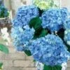 FOREVER & EVER® BLUE HEAVEN HYRDRANGEA