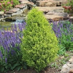 GOLD CONE JUNIPER -Deals Tend Twig Store DETA5 1095