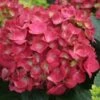 CITYLINE® PARIS HYDRANGEA