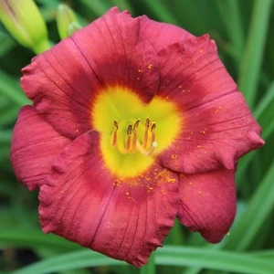 JAMAICA SUNRISE™ KOKOMO™ DAYLILY 1 JAMAICA SUNRISE™ KOKOMO™ DAYLILY