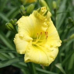 MONTEGO MELONâ„¢ KOKOMOâ„¢ DAYLILY