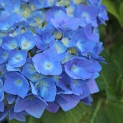 NANTUCKET BLUE™ HYDRANGEA -Deals Tend Twig Store DETA5 1510