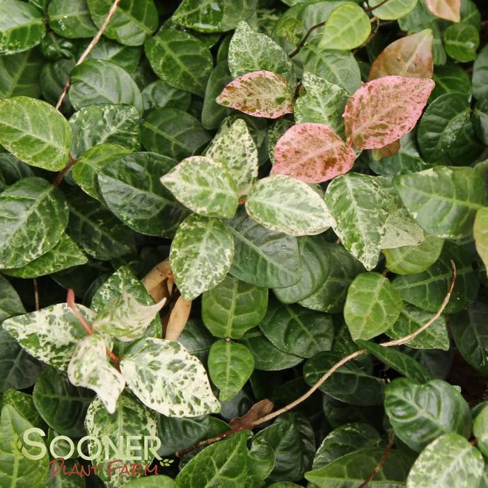 SNOW N SUMMER™ ASIATIC JASMINE 5 SNOW N SUMMER™ ASIATIC JASMINE - Image 5