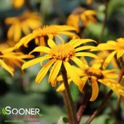 OTHELLO GOLDEN RAY -Deals Tend Twig Store DETA5 1919